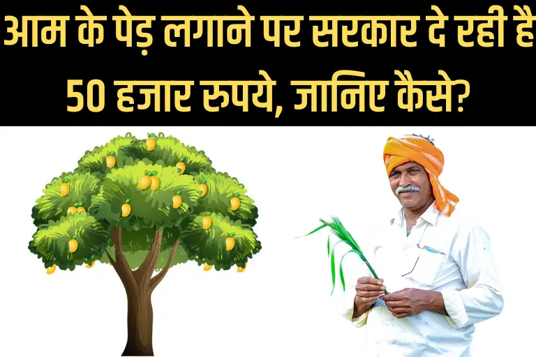 (Saghan Bagwani Yojana) आम के पेड़ लगाने पर सरकार दे रही है 50 हजार रुपये, जानिए कैसे?